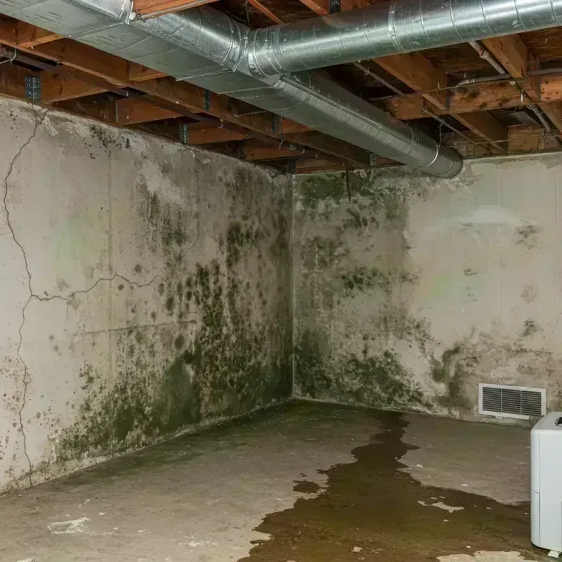 Professional Mold Removal in Carrollton, MO